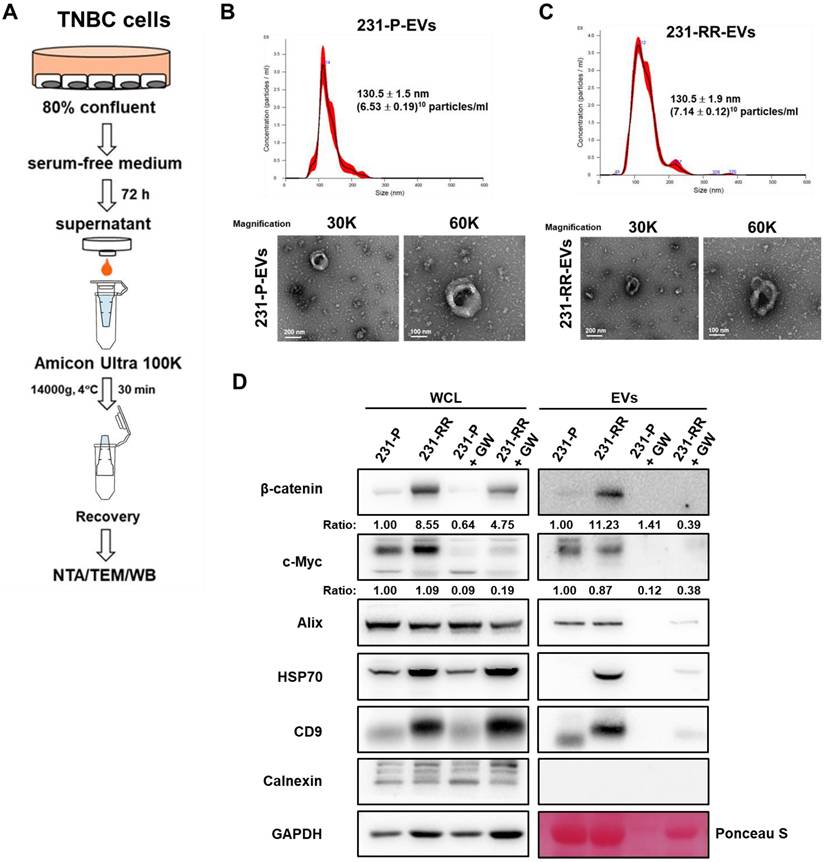 J Cancer Image