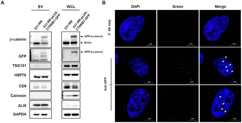 J Cancer Image