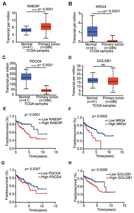 J Cancer Image
