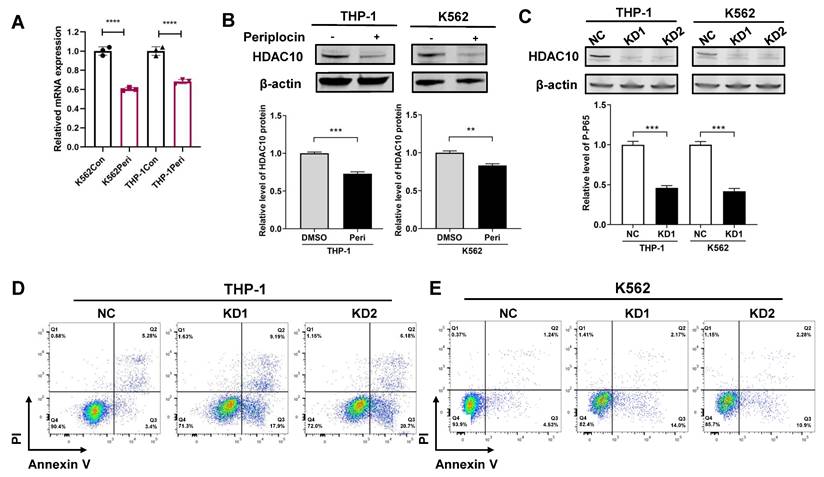 J Cancer Image