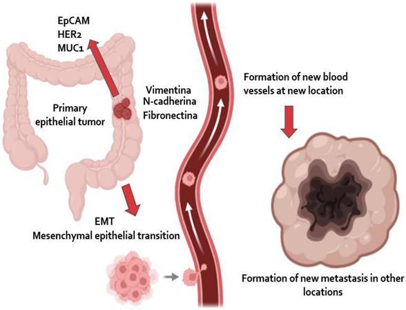 J Cancer Image