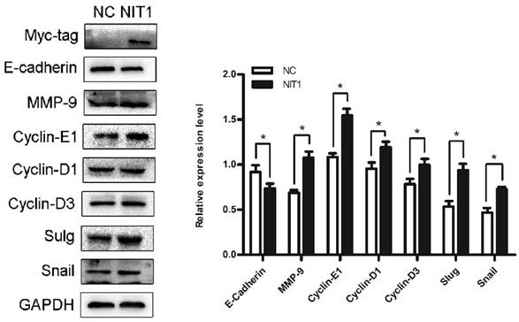 J Cancer Image