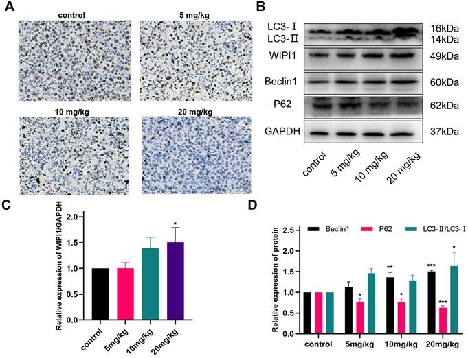 J Cancer Image