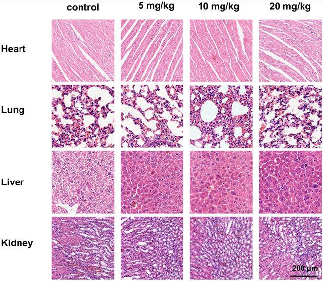 J Cancer Image