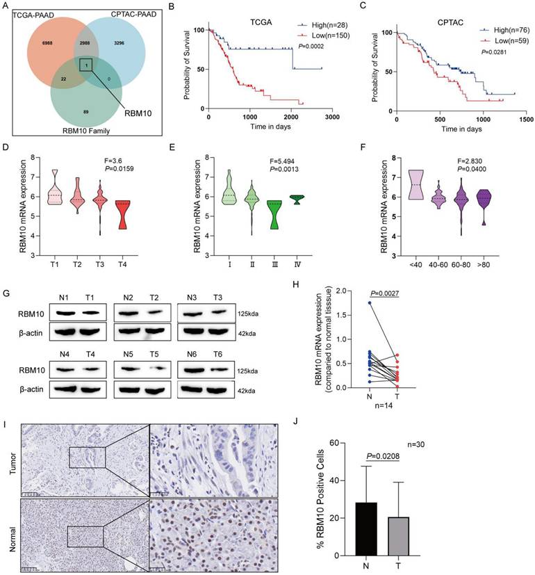 J Cancer Image
