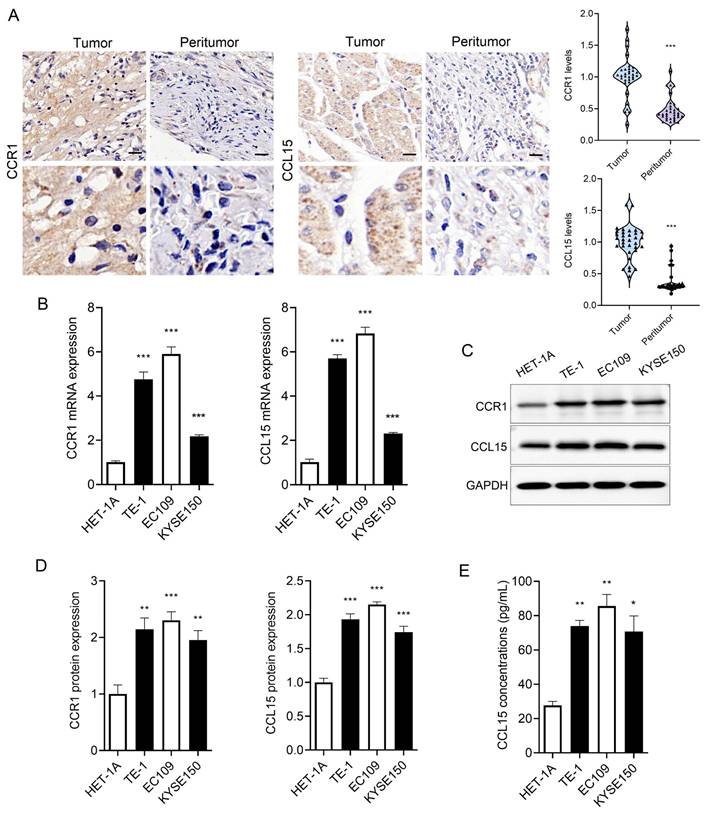 J Cancer Image