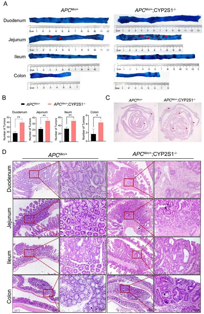 J Cancer Image
