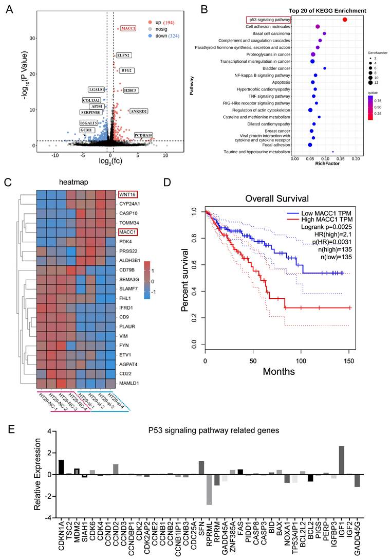 J Cancer Image