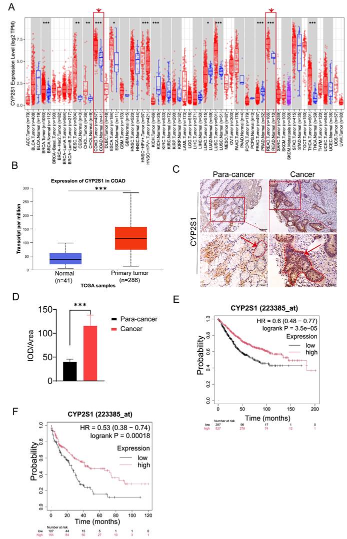 J Cancer Image