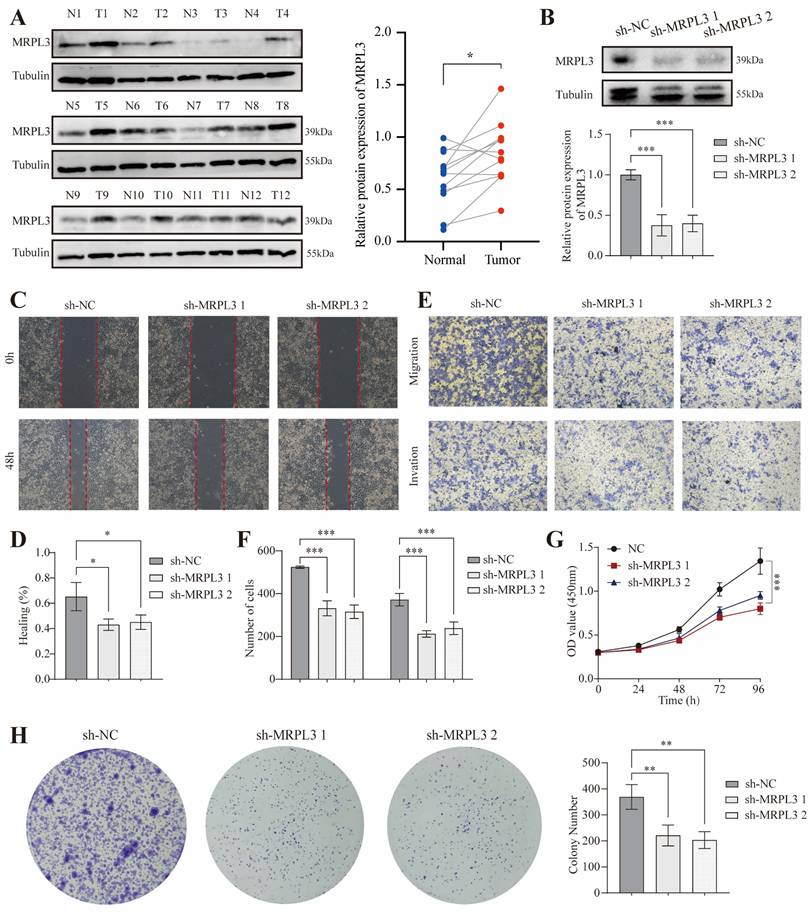 J Cancer Image