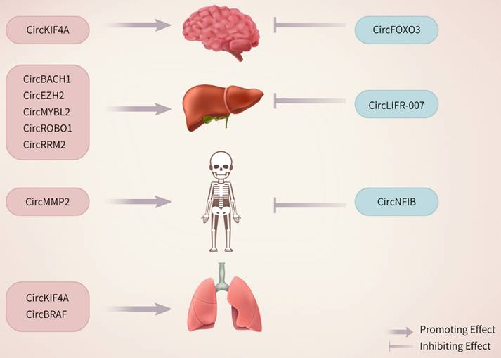 J Cancer Image