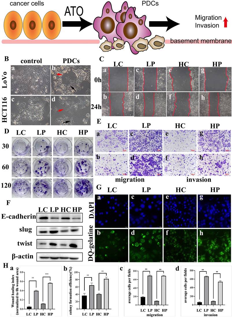 J Cancer Image