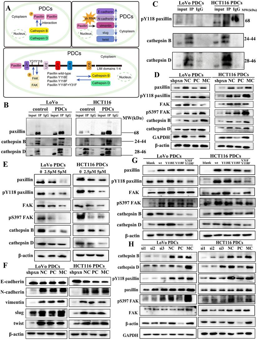 J Cancer Image