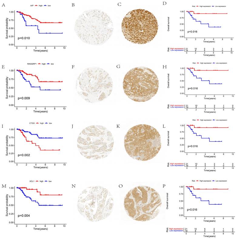 J Cancer Image