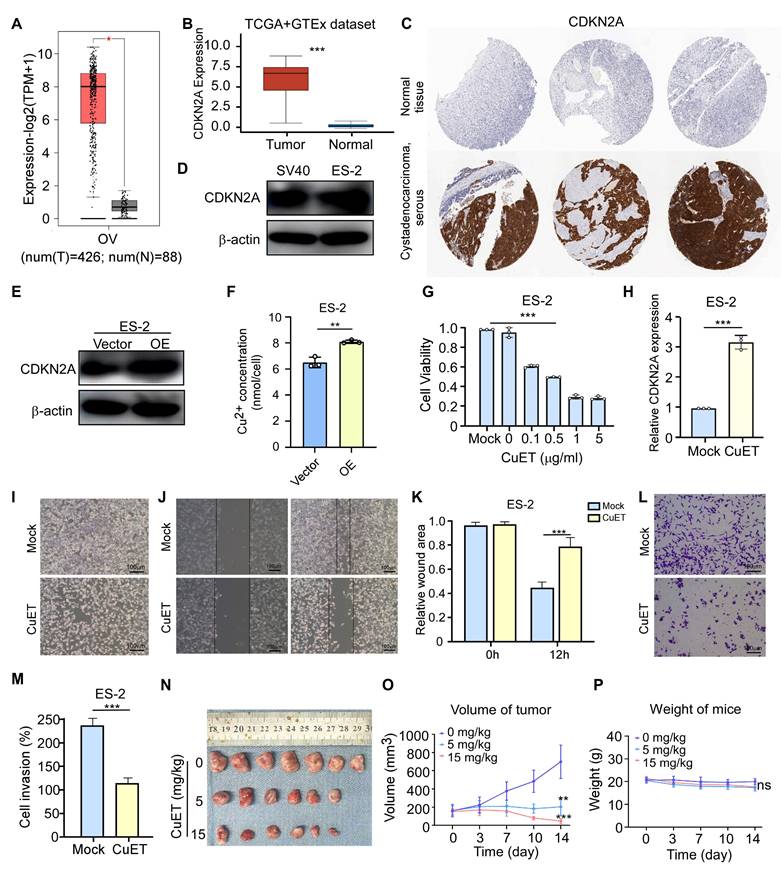 J Cancer Image