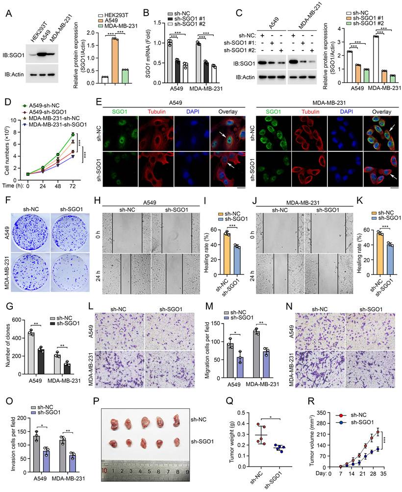 J Cancer Image