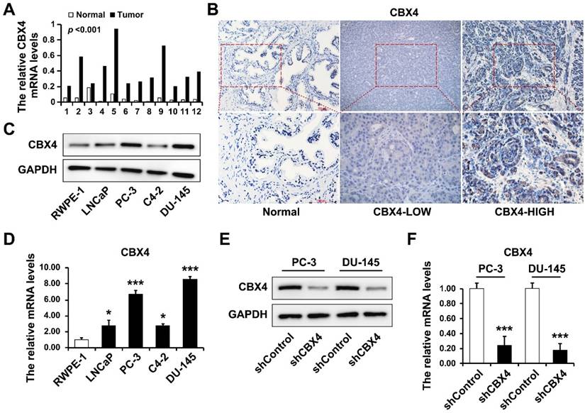J Cancer Image