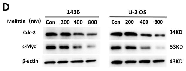 J Cancer Image