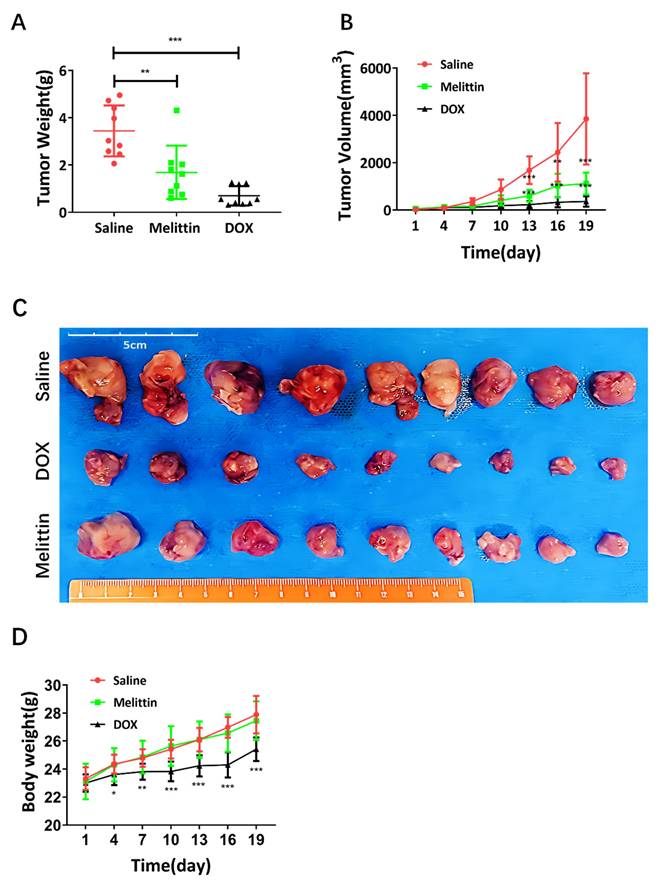 J Cancer Image
