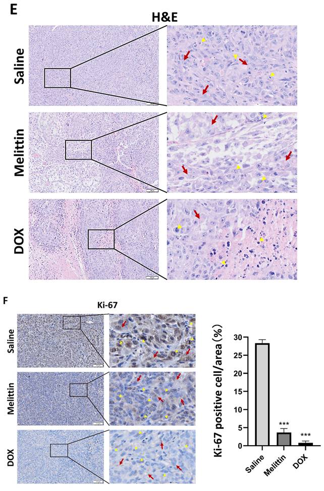 J Cancer Image
