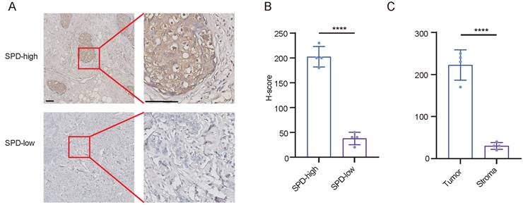 J Cancer Image