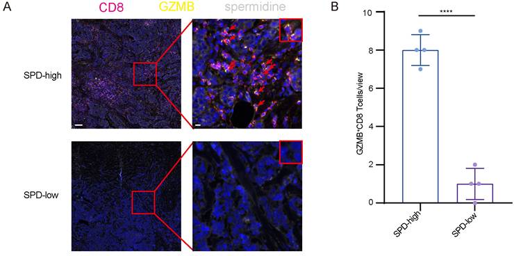 J Cancer Image