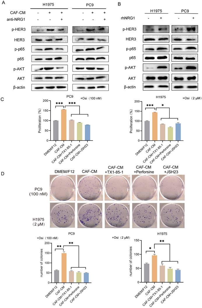 J Cancer Image