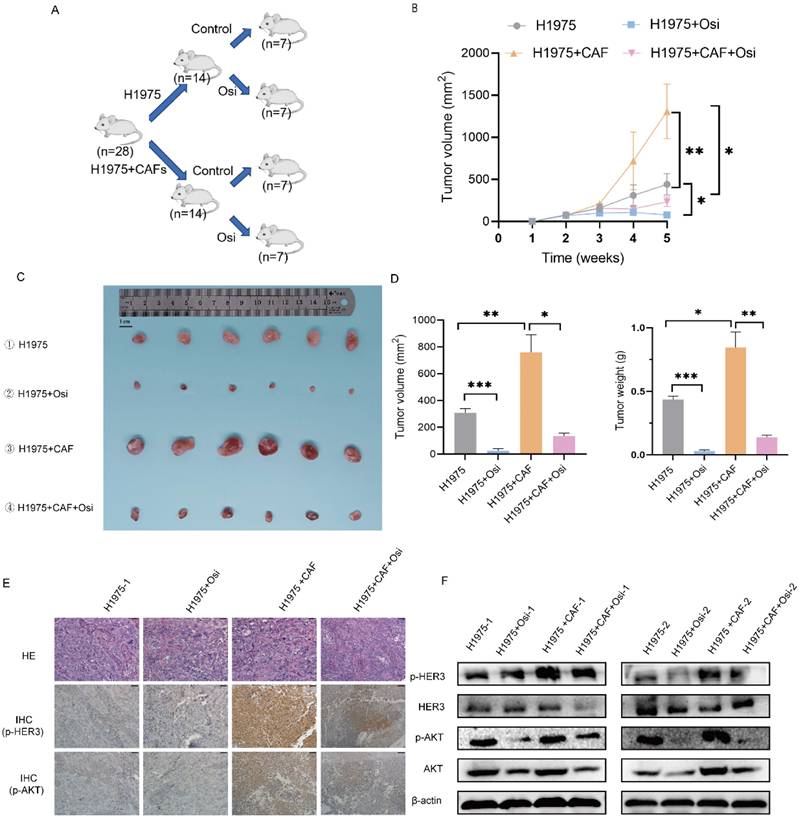 J Cancer Image