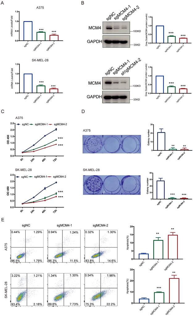 J Cancer Image