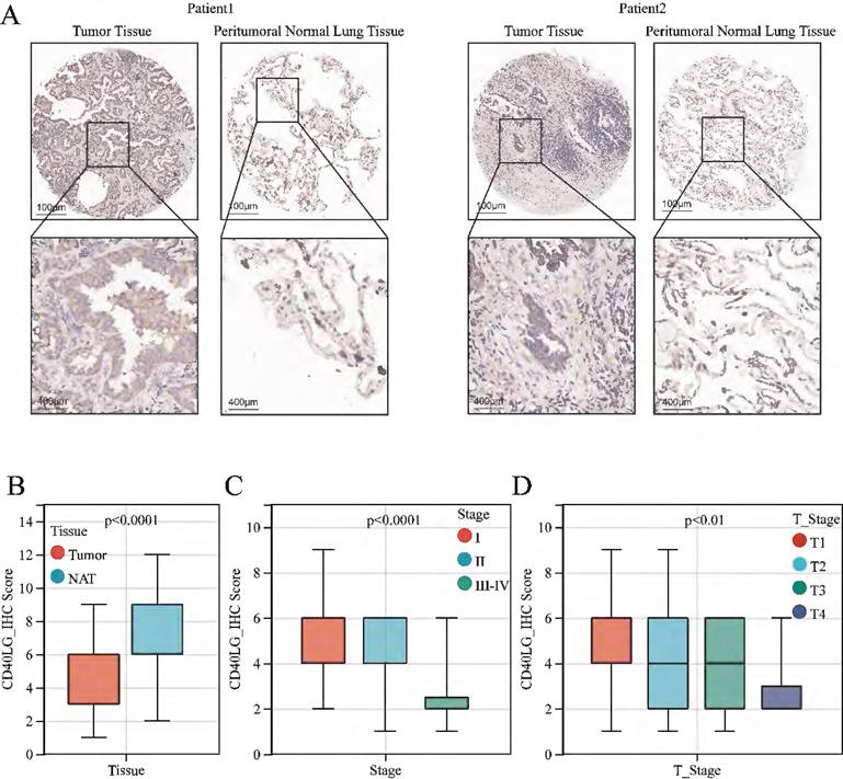 J Cancer Image