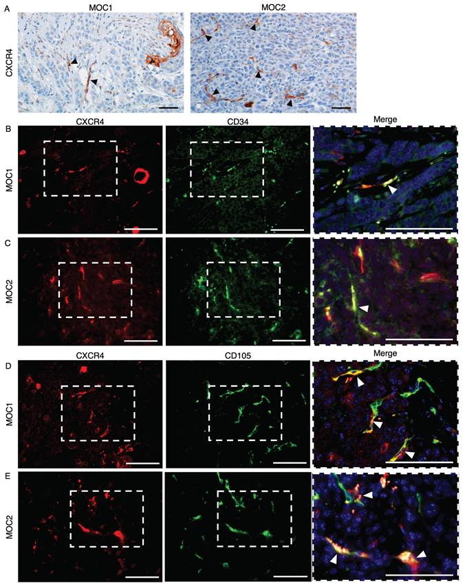 J Cancer Image