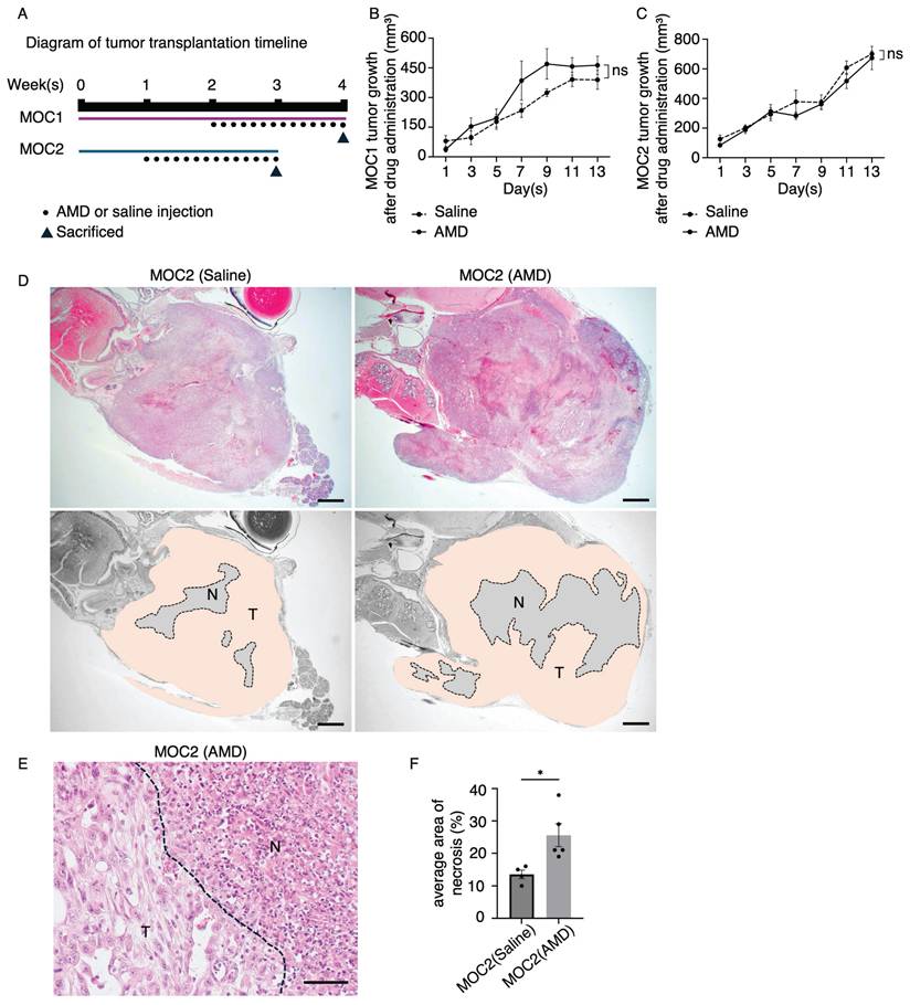 J Cancer Image