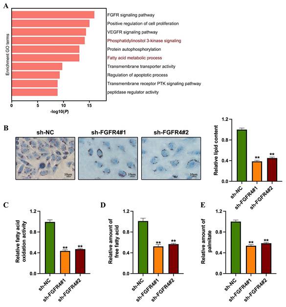 J Cancer Image