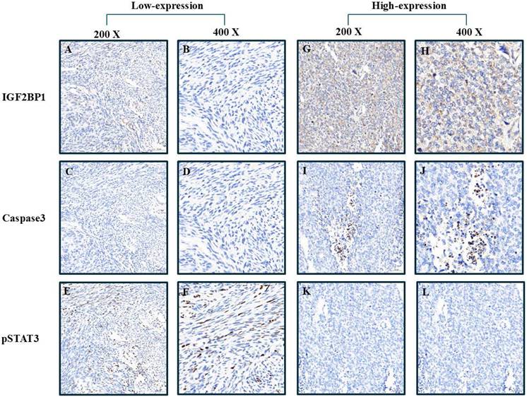 J Cancer Image