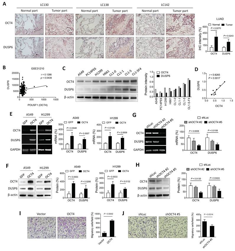J Cancer Image