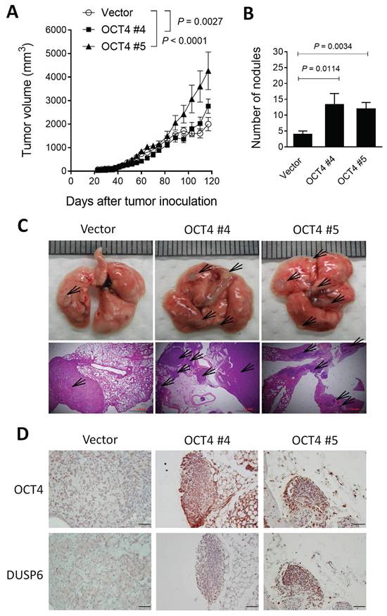 J Cancer Image