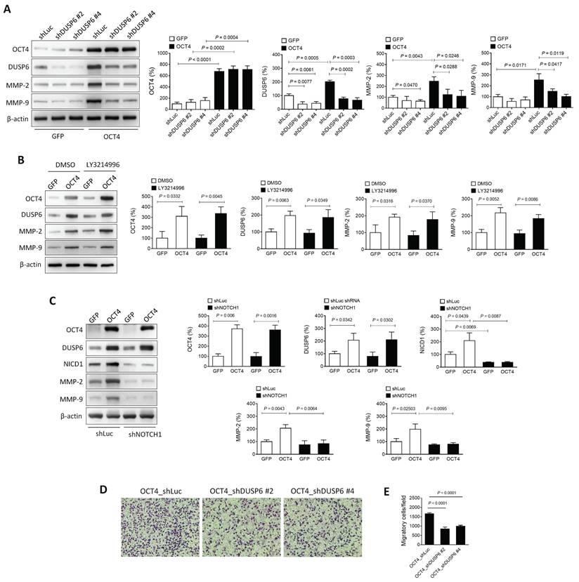 J Cancer Image