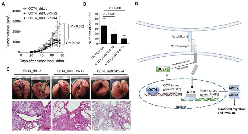 J Cancer Image