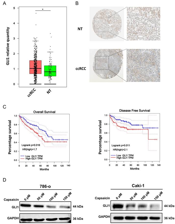J Cancer Image