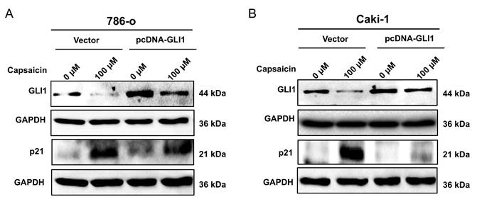 J Cancer Image