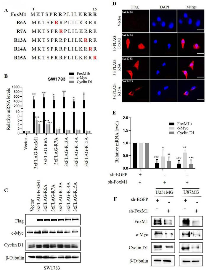J Cancer Image