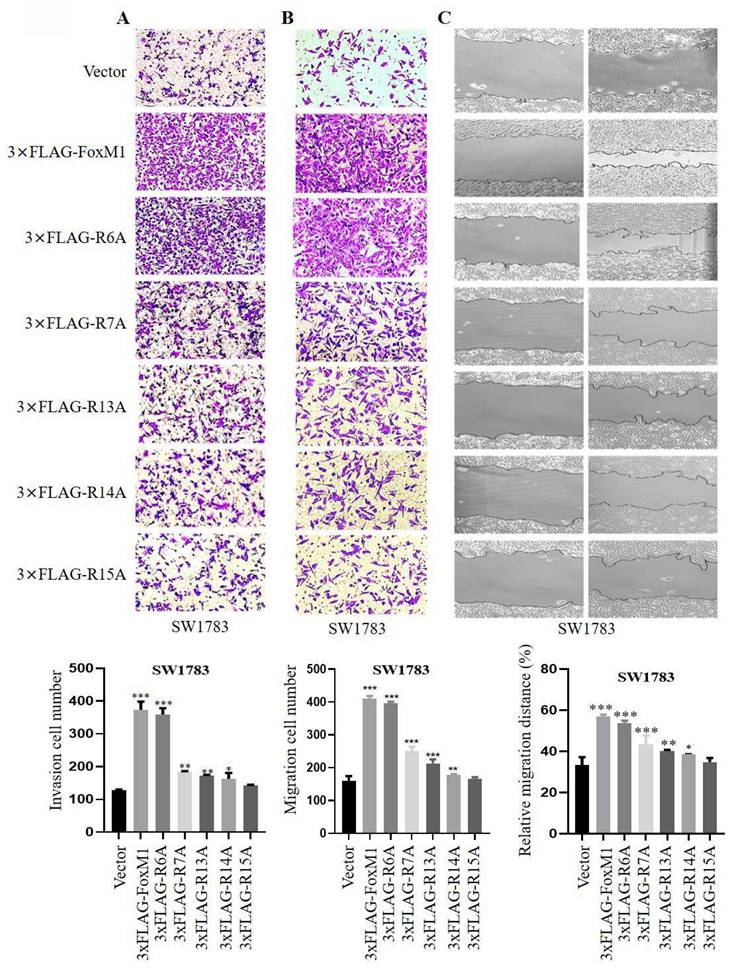 J Cancer Image