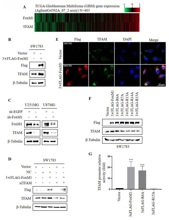 J Cancer Image