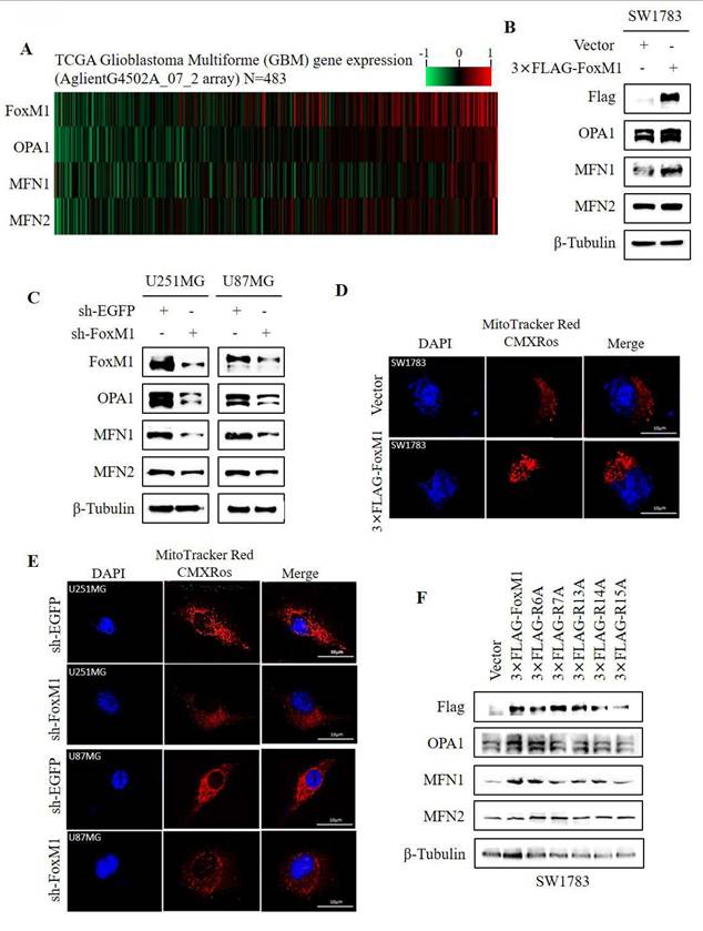J Cancer Image