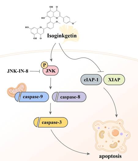 J Cancer Image