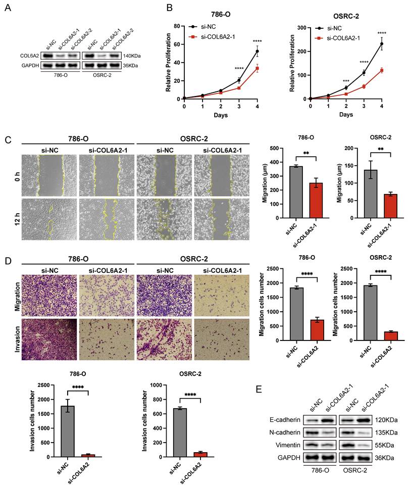 J Cancer Image