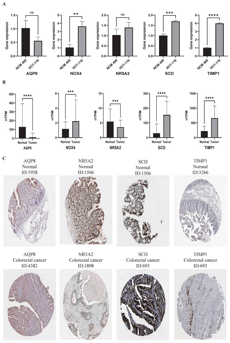 J Cancer Image