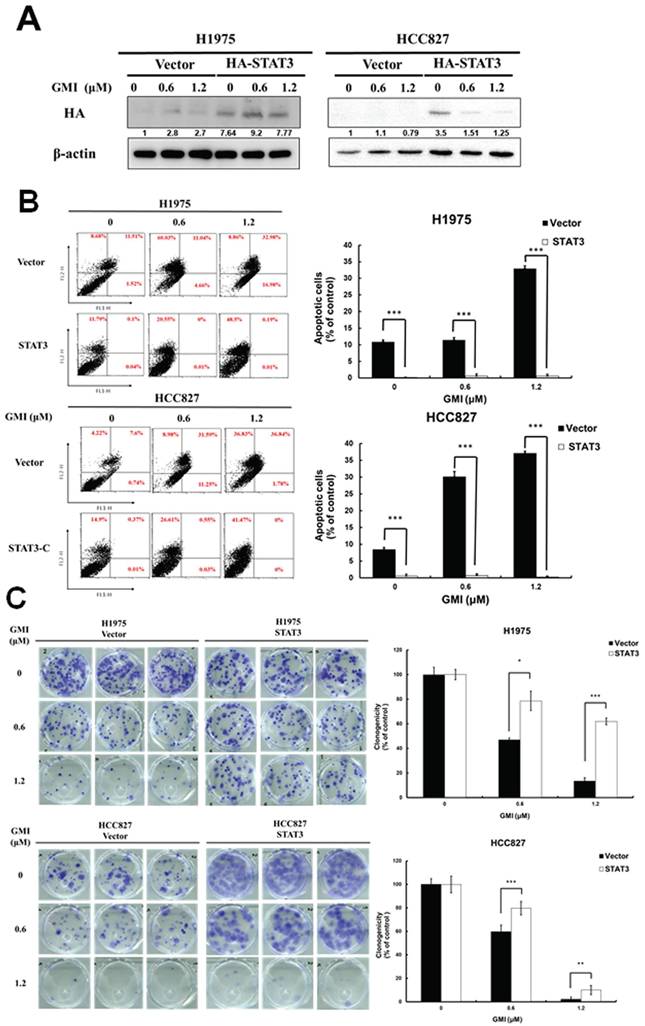 J Cancer Image