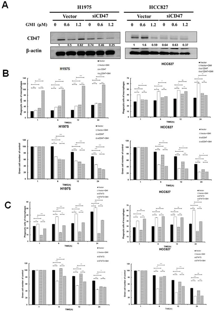 J Cancer Image
