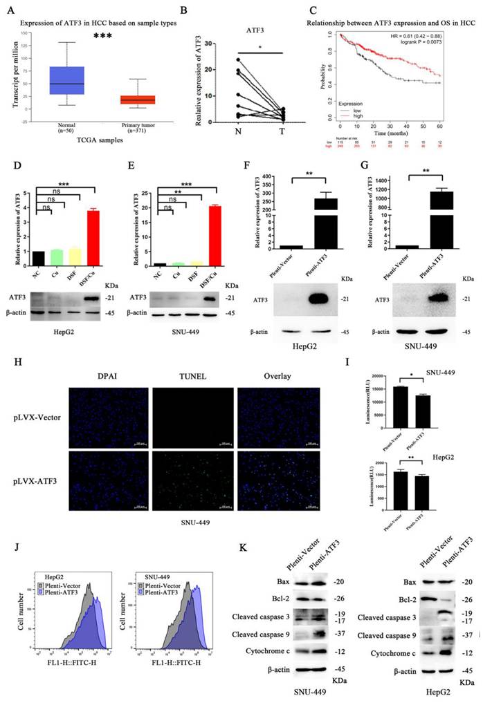 J Cancer Image